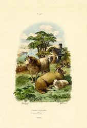 Merinosheep